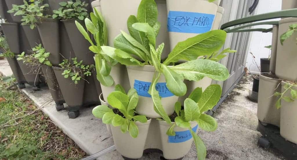 Lettuce plants in a Greenstalk vertical planter